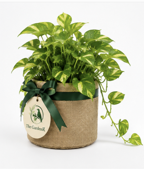 Money Plant (Golden Pothos)